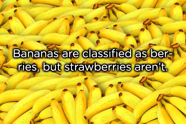 I bet that you didn’t know this one. This fact tends to only be known by botanists who apparently get their kicks from misleading the public. Bananas, cucumbers, kiwis are all classed as berries. Strawberries, blackberries and raspberries are not. And now you will question everything you thought you knew.