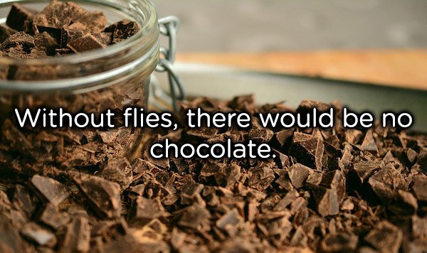 That’s right, think about that next time you go to swat a fly. Well, actually there’s a certain species of microscopic midge that is essential to the pollination of the cacao plant and makes chocolate possible. Still, we’ll never hurt a fly again.