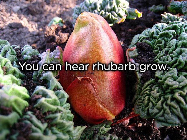 An old method called ‘rhubarb forcing’ involves putting your rhubarb in a dark shed, tricking it into thinking that it’s spring. This will cause the rhubarb to grow unnaturally large at an unnaturally fast pace. So fast that you can hear the rhubarb popping as it grows.