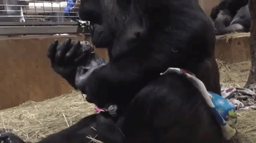 gorilla mom