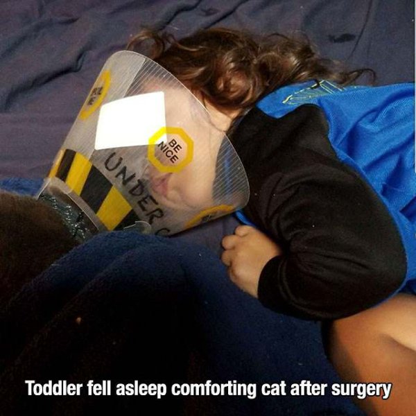 cool - Nice Be Onder Toddler fell asleep comforting cat after surgery