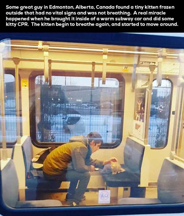 window - Some great guy in Edmonton, Alberta, Canada found a tiny kitten frozen outside that had no vital signs and was not breathing. A real miracle happened when he brought it inside of a warm subway car and did some kitty Cpr. The kitten begin to breat