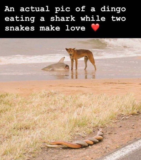 dingo eating shark snakes - An actual pic of a dingo eating a shark while two snakes make love