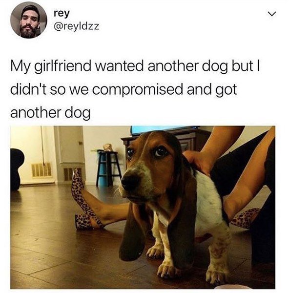 relationship meme girlfriend - rey My girlfriend wanted another dog but | didn't so we compromised and got another dog