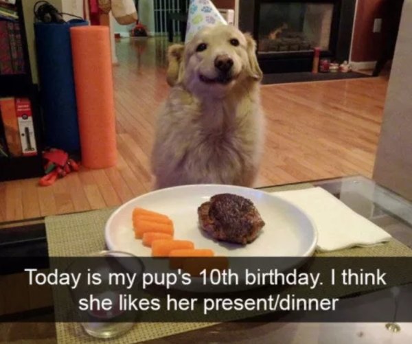 Funny Dog Memes - Dog meme about a dog that got a piece of meat for their birthday