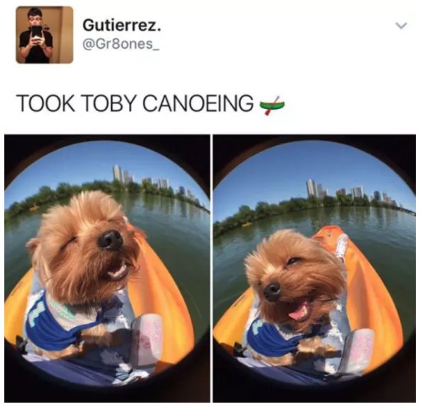 22 Dog Pics And Memes to Brighten Up Your Day
