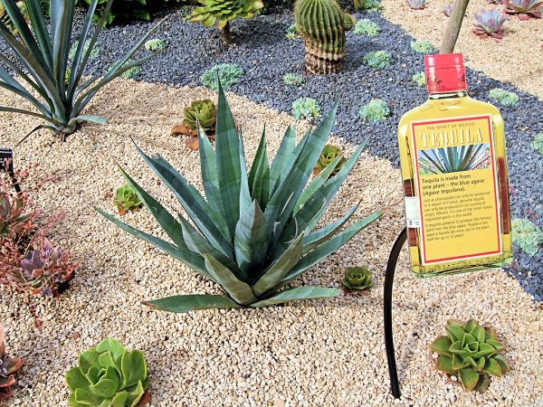 Tequila is a plant-based drink that comes from the blue agave, or, if you want to sound smarter, the agave tequilana.