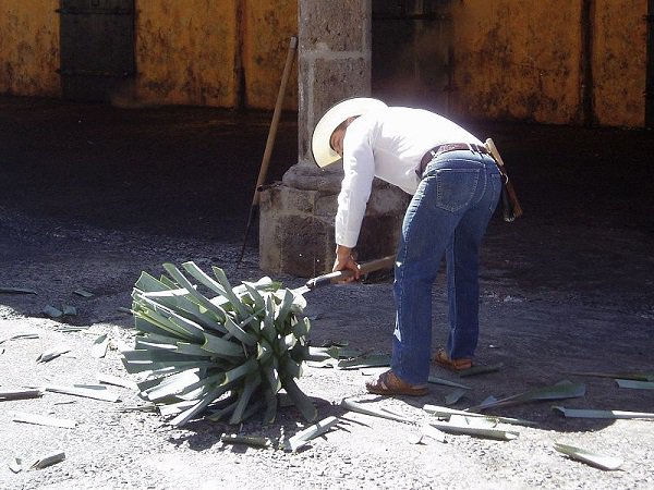 The gentlemen who chop agave leaves for tequila are known as “Jimadors” use a tool called a “Coa” which is a machete with a circular blade.