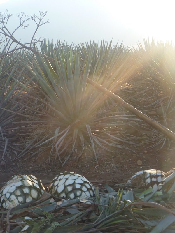 The heart of the agave, otherwise known as the Piña, can weigh anywhere from 80-200 pounds. It is removed of all leaves and then cooked, fermented, then distilled.