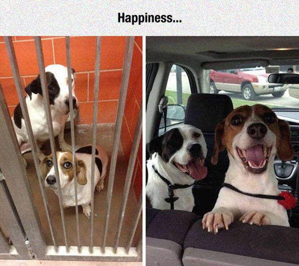 dogs before and after adoption - Happiness...