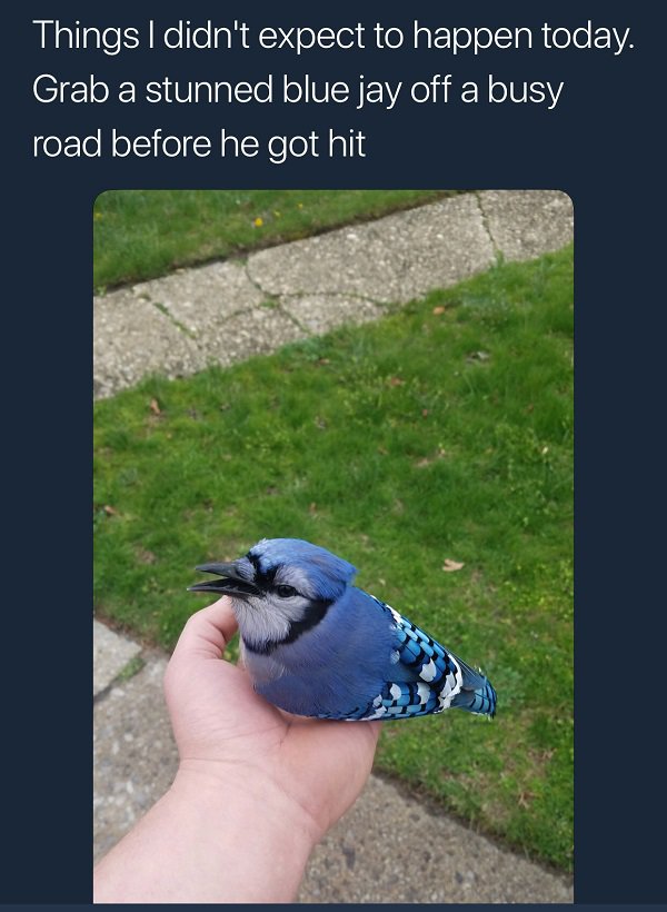 green jay blue jay meme - Things I didn't expect to happen today. Grab a stunned blue jay off a busy road before he got hit