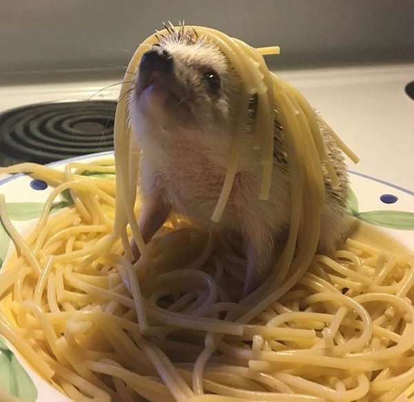 hedgehog in noodles