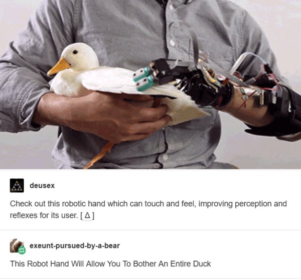 birb meme - A deusex Check out this robotic hand which can touch and feel, improving perception and reflexes for its user. 4 exeuntpursuedbyabear This Robot Hand Will Allow You To Bother An Entire Duck