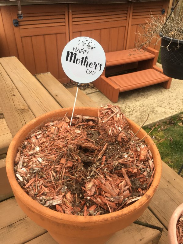 random pic plant - Happy Mother's Day