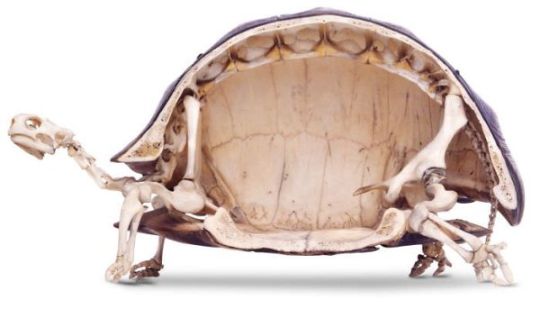 cut in half tortoise skeleton