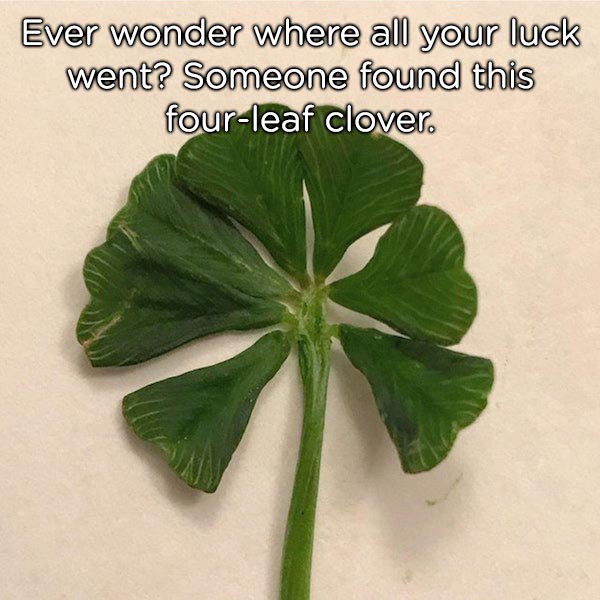 seven leaf clover - Ever wonder where all your luck went? Someone found this fourleaf clover.
