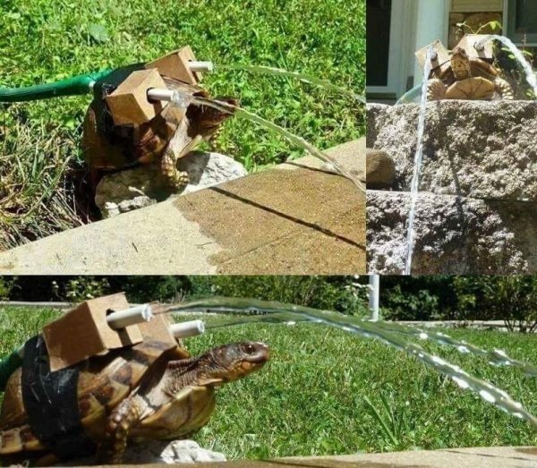 turtle blastoise meme
