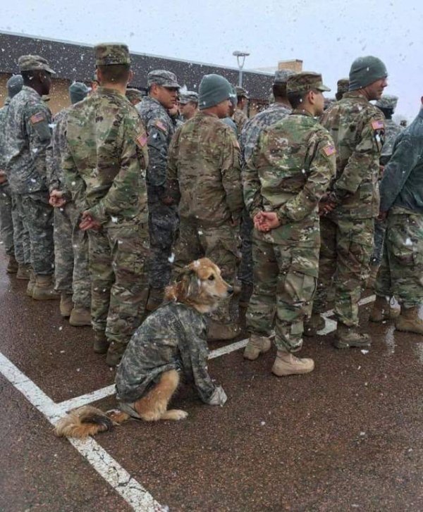 military dog meme