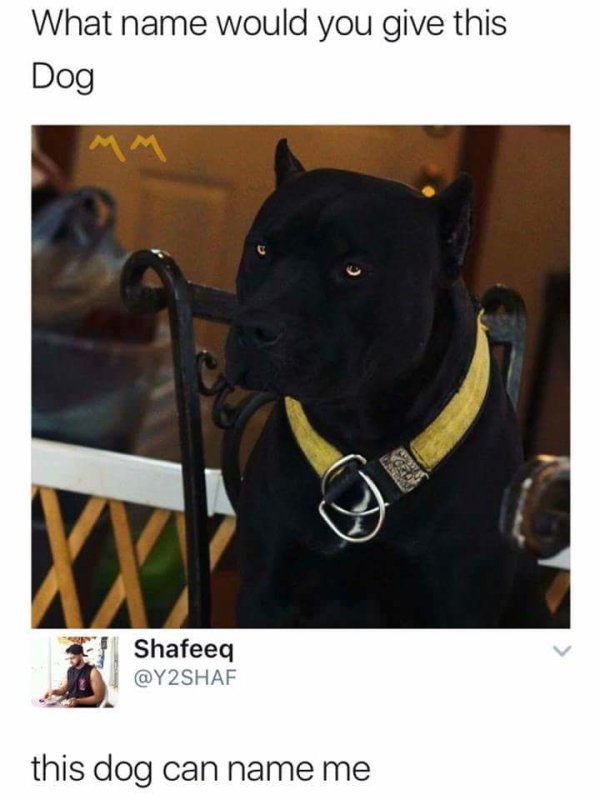 dog can name me - What name would you give this Dog Shafeeq this dog can name me