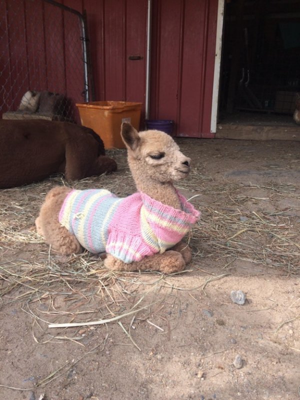 alpacas in sweaters