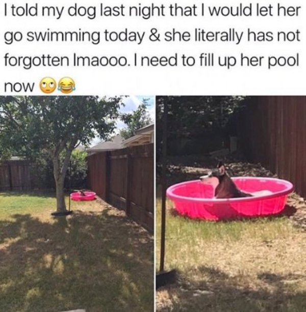 Humour - I told my dog last night that I would let her go swimming today & she literally has not forgotten Imaooo. I need to fill up her pool now e