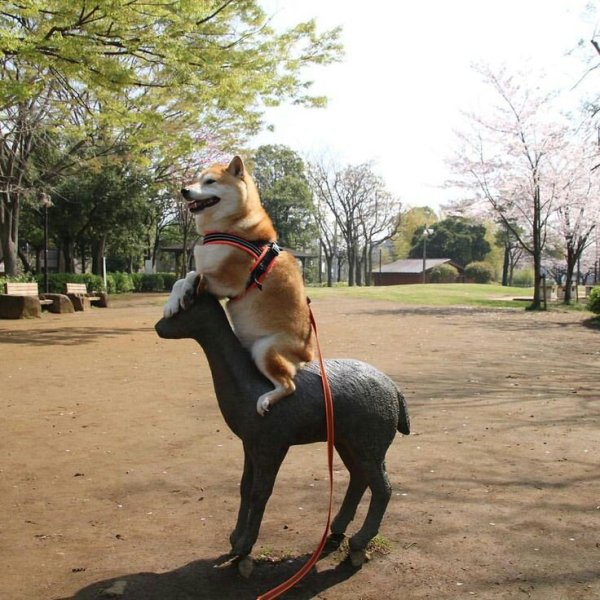 57 Photos To Prove That Animals Rule The Internet!