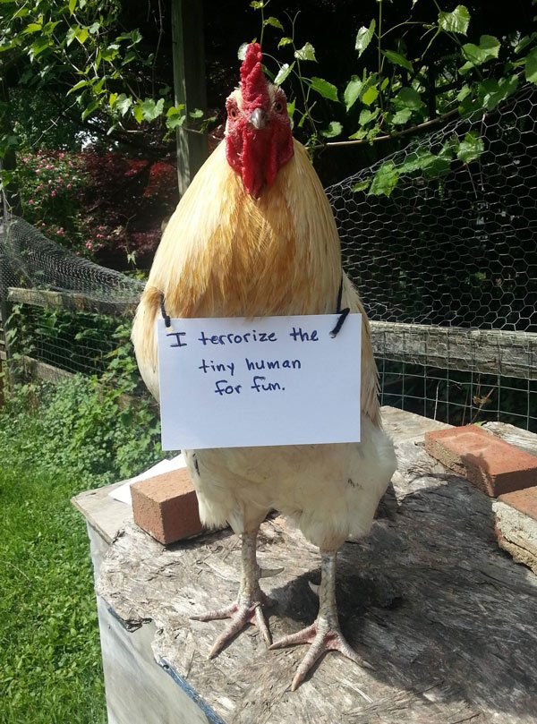 chicken shaming - I terrorize the tiny human for fun.