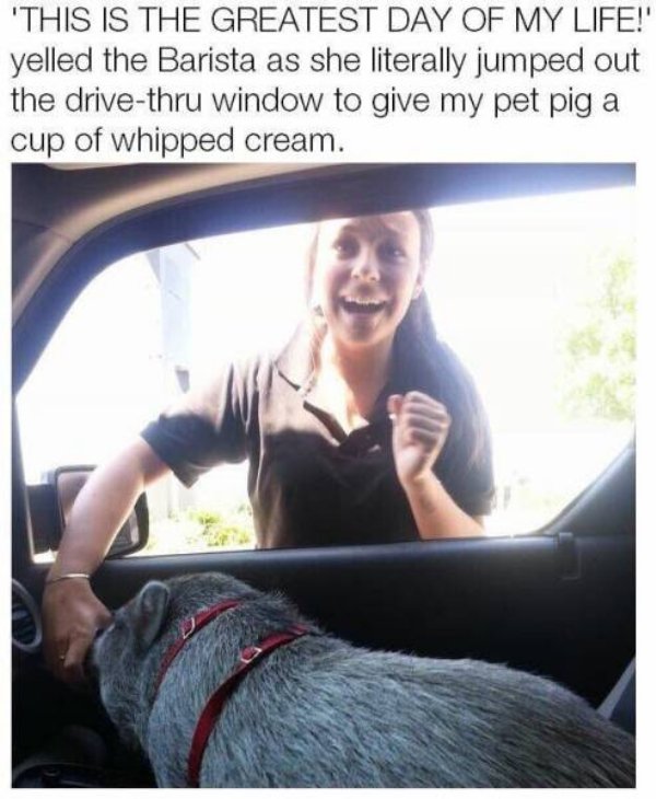 barista pig - 'This Is The Greatest Day Of My Life! yelled the Barista as she literally jumped out the drivethru window to give my pet pig a cup of whipped cream.