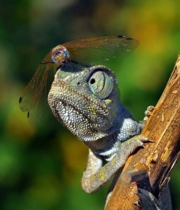 dragonfly on chameleon