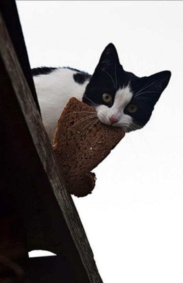 32 Stealthy Cat Burglars Are Caught In The Act!