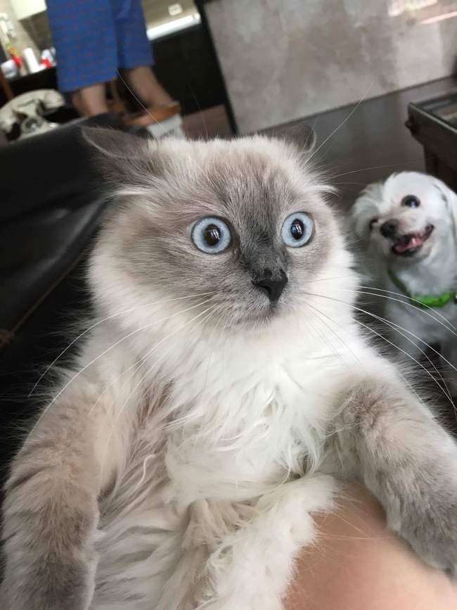 34 Pics And Gifs Of Pets And People Who Are Very Jealous!