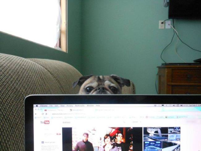 34 Pics And Gifs Of Pets And People Who Are Very Jealous!