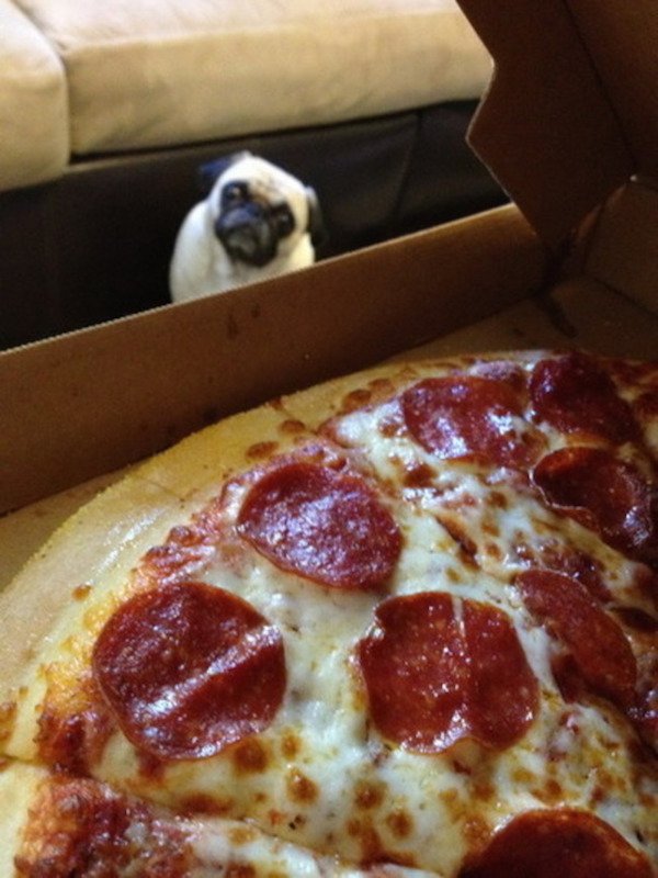 34 Pics And Gifs Of Pets And People Who Are Very Jealous!