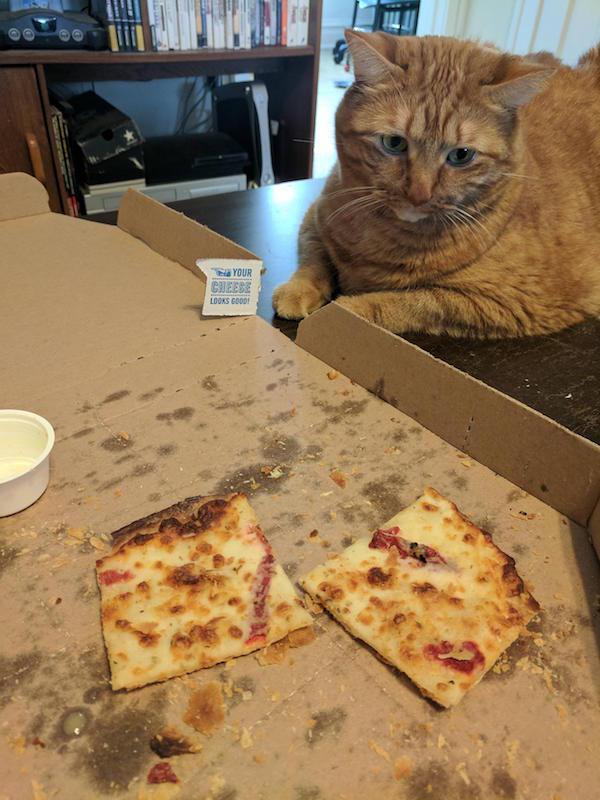 34 Pics And Gifs Of Pets And People Who Are Very Jealous!