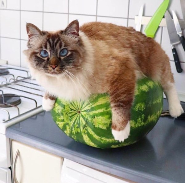 cat on watermelon