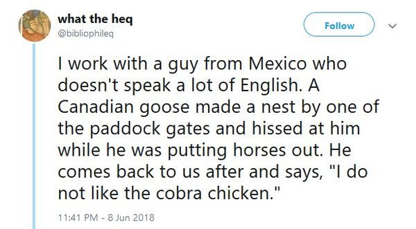 know you re in love - what the heq v I work with a guy from Mexico who doesn't speak a lot of English. A Canadian goose made a nest by one of the paddock gates and hissed at him while he was putting horses out. He comes back to us after and says, "I do no