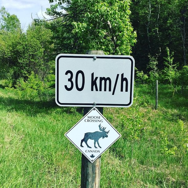 nature - 30 kmh Moose Crossing Canada