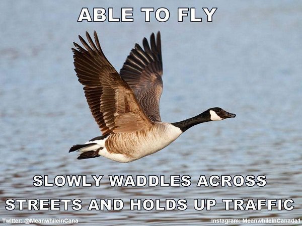 Able To Fly Slowly Waddles Across Streets And Holds Up Traffic Twitter Instagram Meanwhilein Canada1