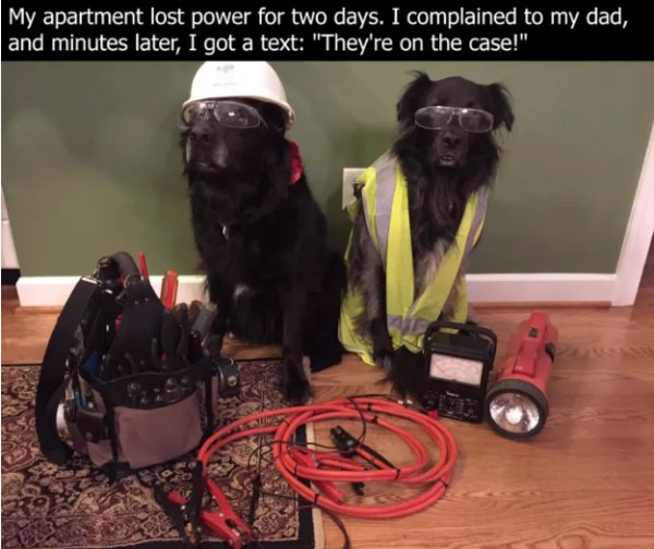 dogs in hard hats - My apartment lost power for two days. I complained to my dad, and minutes later, I got a text "They're on the case!"