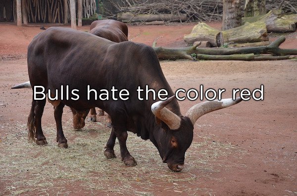 We’ve all been led to believe that bulls hate the color red and will charge when they see it. The truth is, however, bulls don’t even see color. The red is imperceptible. What they really hate, is having shit waved around in their face—kind of like you and me.