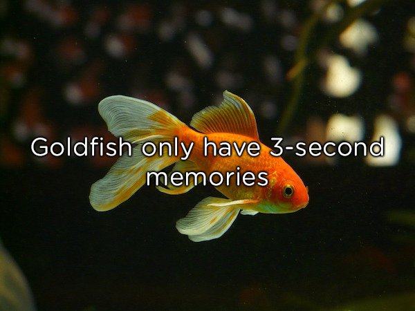 Gold fish have long been heralded as the anti-elephant, only capable of remembering things for a few seconds. Israeli scientists destroyed this myth, however, teaching a goldfish where to obtain its food—something the fish remembered 3-months later.