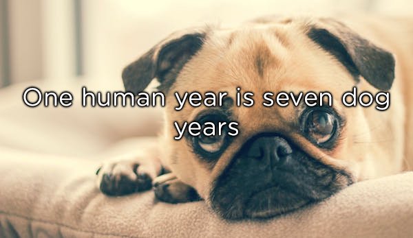 The 7:1 principle is generally completely wrong when trying to calculate your dog’s age. It comes down to the size and breed. This myth started with a 60’s children’s math book which used this ratio to calculate dog’s ages