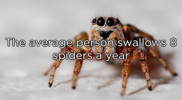 Spiders are terribly sensitive to warmth and vibrations, making your nasty lumberjack mouth literally the last place they would seek. This “fact” comes from a book written by Lisa Holst, filled with fake facts to prove how gullible people are.