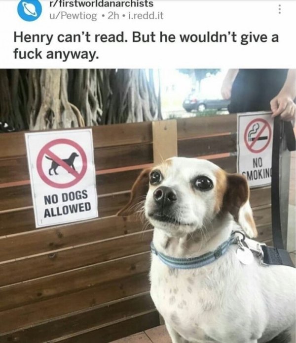 don't care photo caption - rtirstworldanarchists uPewtiog . 2h..redd.it Henry can't read. But he wouldn't give a fuck anyway. No Smokini No Dogs Allowed