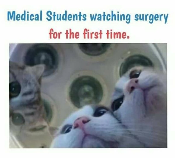 surgery cat meme - Medical Students watching surgery for the first time.