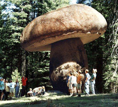 There is a giant mushroom in Oregon that is over 2,400 years old, covers 3.4 square miles of land, and is still growing!