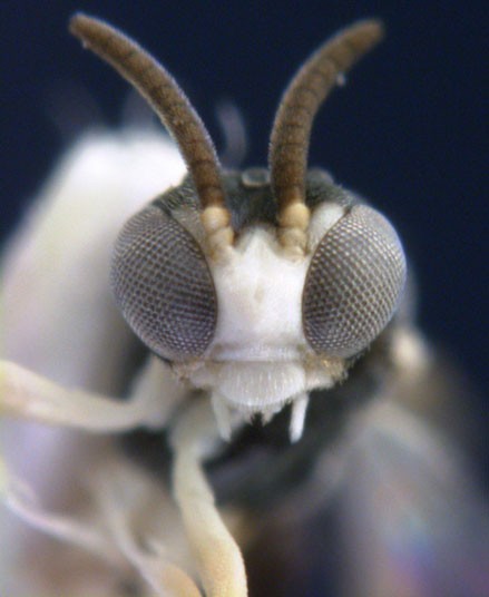 Small Attack Wasp