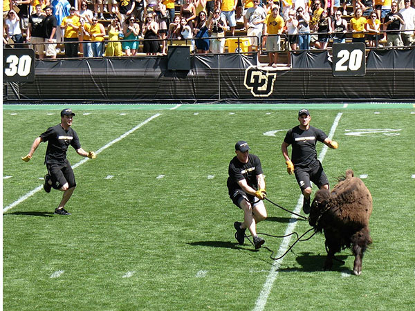 UNIVERSITY OF COLORADO: RALPHIE THE BUFFALO-One good way to intimidate the opposing team is to show up on the field with a huge dangerous animal just barely under your control. That's what Colorado's been doing since 1934, with a succession of buffaloes that eventually were named "Ralphie" for the noise they made while running. Ralphies are all female buffalo, which are smaller and generally more controllable, at least in theory: the two Ralphies currently on duty have both famously come close to getting loose, with Ralphie IV once seriously injuring a handler and running over a Wildcat (the Kansas State variety)