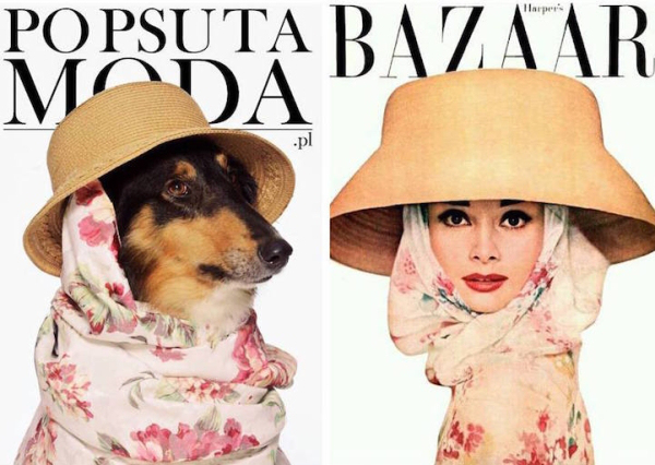 Non-profit recreates magazine covers to help shelter dogs get adopted