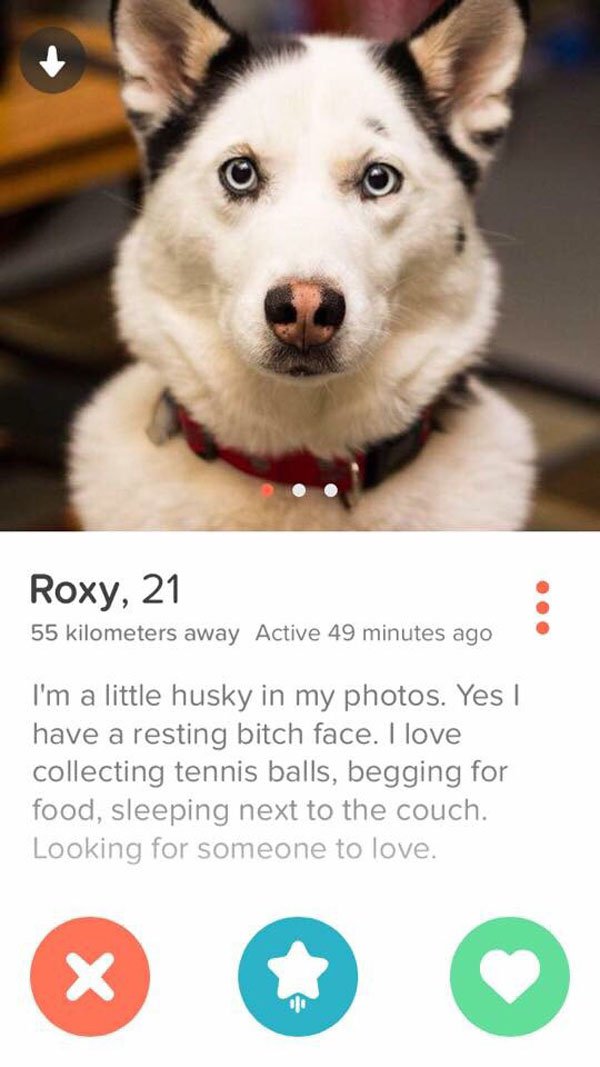 sakhalin husky - Roxy, 21 55 kilometers away Active 49 minutes ago I'm a little husky in my photos. Yes have a resting bitch face. I love collecting tennis balls, begging for food, sleeping next to the couch. Looking for someone to love.